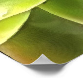 Green Succulent Close Cacti Art Poster (Hoek)