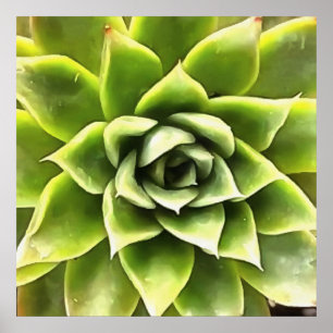 Green Succulent Close Cacti Art Poster