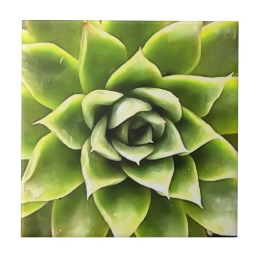 Green Succulent Close Cacti Art Tegeltje (Voorkant)