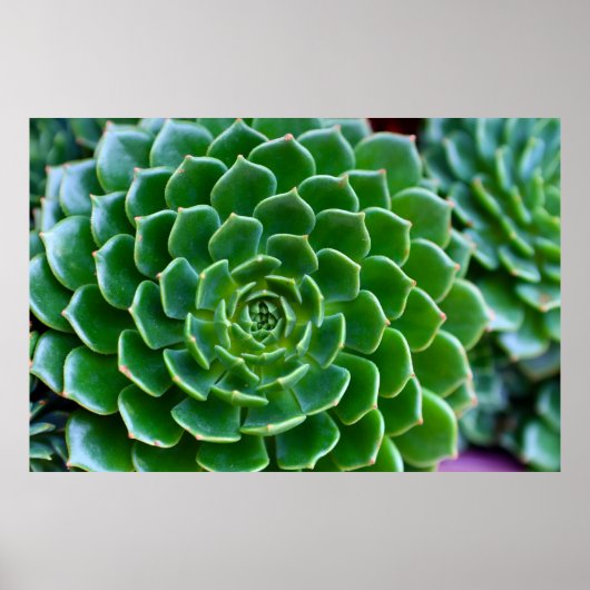 Green Succulent Natuur Fotografie Poster (Voorkant)