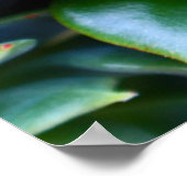 Green Succulent Natuur Fotografie Poster (Hoek)