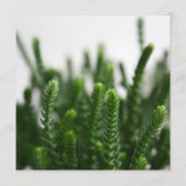 Green Succulents Grass Natuur Foto Modern Wedding Menu (Achterkant)