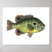Green Sunfish T-Shirt Poster (Voorkant)