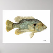Green Sunfish Watercolor Study Poster (Voorkant)