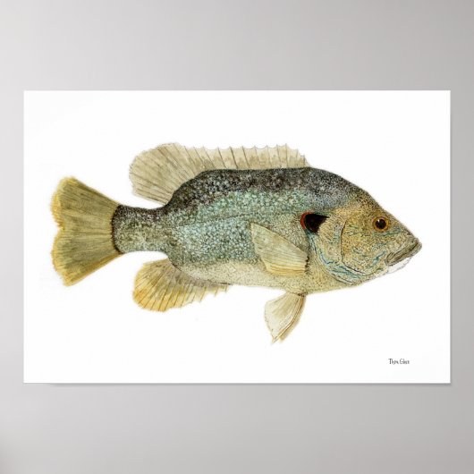 Green Sunfish Watercolor Study Poster (Voorkant)