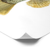 Green Sunfish Watercolor Study Poster (Hoek)