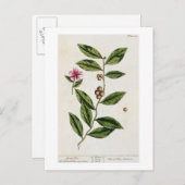 Green Tea, bord 351 uit 'A Curious Herbal', publ Briefkaart (Voorkant / Achterkant)