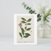 Green Tea, bord 351 uit 'A Curious Herbal', publ Briefkaart (Staand voorkant)