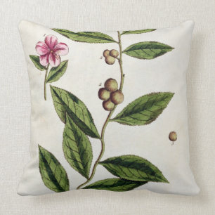 Green Tea, bord 351 uit 'A Curious Herbal', publ Kussen