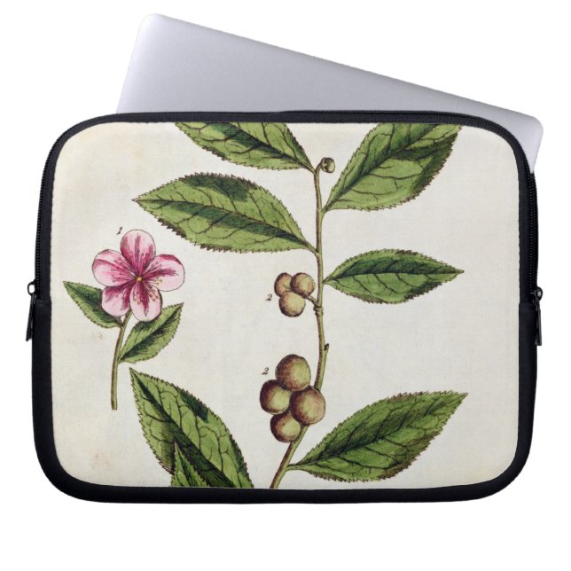 Green Tea, bord 351 uit 'A Curious Herbal', publ Laptop Sleeve (Voorkant)
