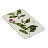 Green Tea, bord 351 uit 'A Curious Herbal', publ Magneet (Rechterzijde)
