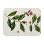Green Tea, bord 351 uit 'A Curious Herbal', publ Magneet (Horizontaal)