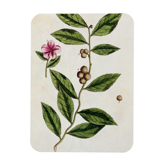 Green Tea, bord 351 uit 'A Curious Herbal', publ Magneet (Verticaal)