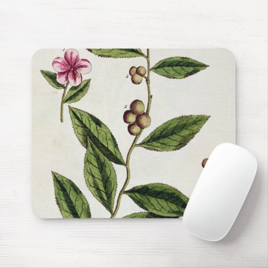 Green Tea, bord 351 uit 'A Curious Herbal', publ Muismat (Met muis)