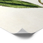 Green Tea, bord 351 uit 'A Curious Herbal', publ Poster (Hoek)