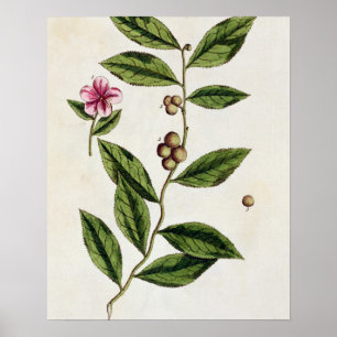 Green Tea, bord 351 uit 'A Curious Herbal', publ Poster
