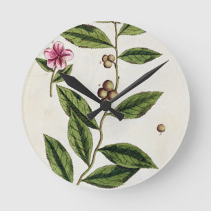 Green Tea, bord 351 uit 'A Curious Herbal', publ Ronde Klok