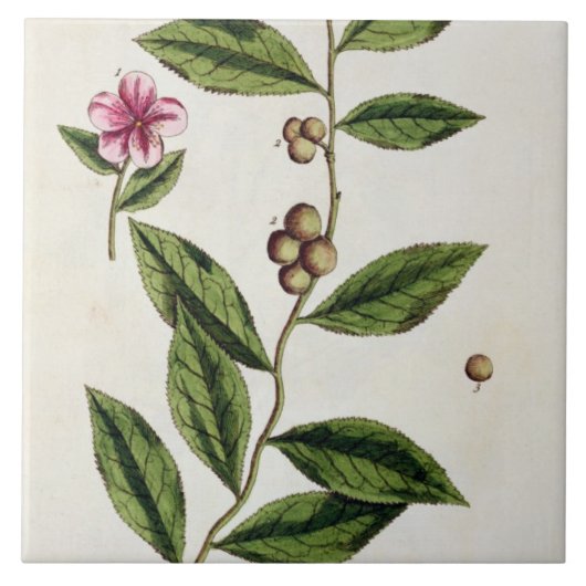 Green Tea, bord 351 uit 'A Curious Herbal', publ Tegeltje (Voorkant)