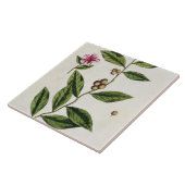 Green Tea, bord 351 uit 'A Curious Herbal', publ Tegeltje (Zijkant)