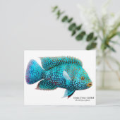 Green Texas Cichlid Briefkaart (Staand voorkant)