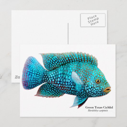 Green Texas Cichlid Briefkaart (Voorkant / Achterkant)