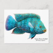 Green Texas Cichlid Briefkaart (Voorkant)