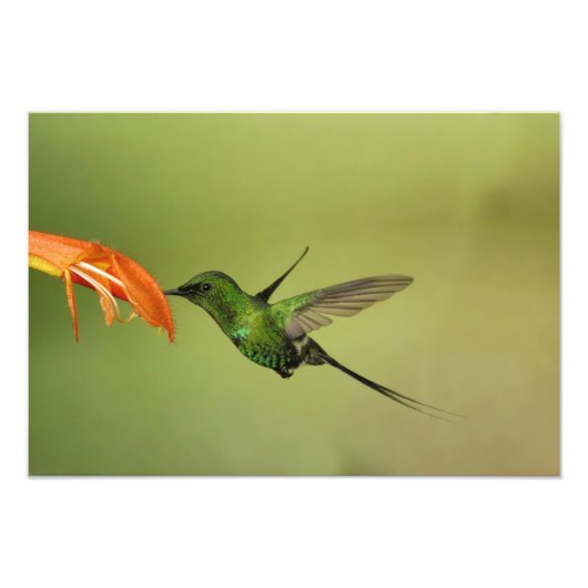 Green Thorntail Hummingbird, Cordillera Foto Afdruk (Voorkant)