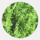 Green Thuja plant Ronde Sticker (Voorkant)