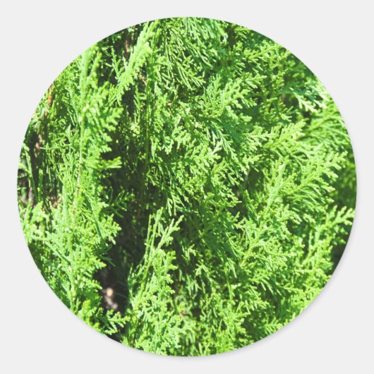 Green Thuja plant Ronde Sticker (Voorkant)