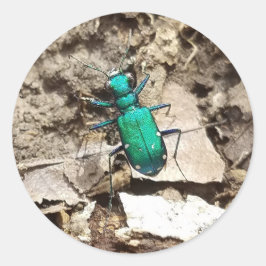 Green Tiger Beetle Ronde Sticker