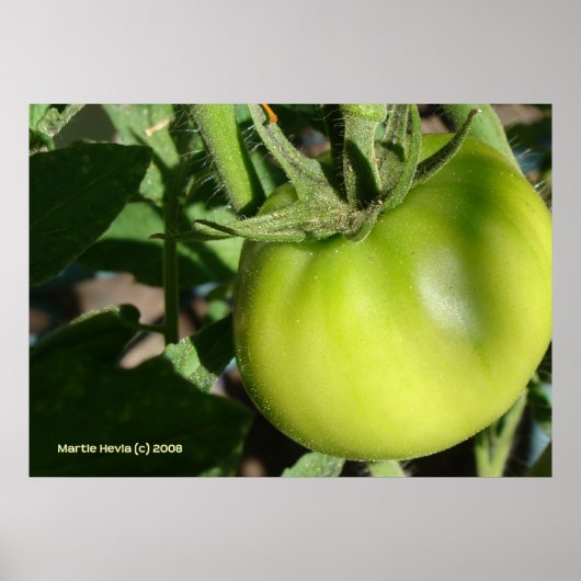 Green Tomato Poster (Voorkant)