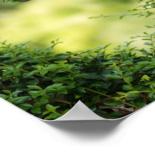 Green Topiary Heart Poster (Hoek)