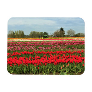 Green Tractor in Tulip Field, Oregon Magneet