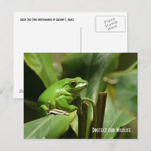 Green Tree Frog Post Card Briefkaart (Voorkant / Achterkant)