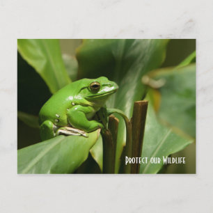 Green Tree Frog Post Card Briefkaart
