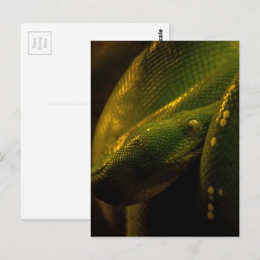 green tree python eye briefkaart (Voorkant / Achterkant)
