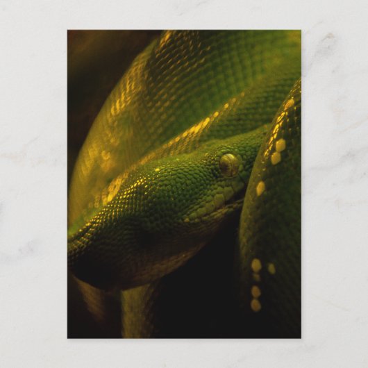 green tree python eye briefkaart (Voorkant)