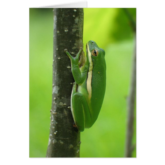 Green Treefrog (Voorkant)