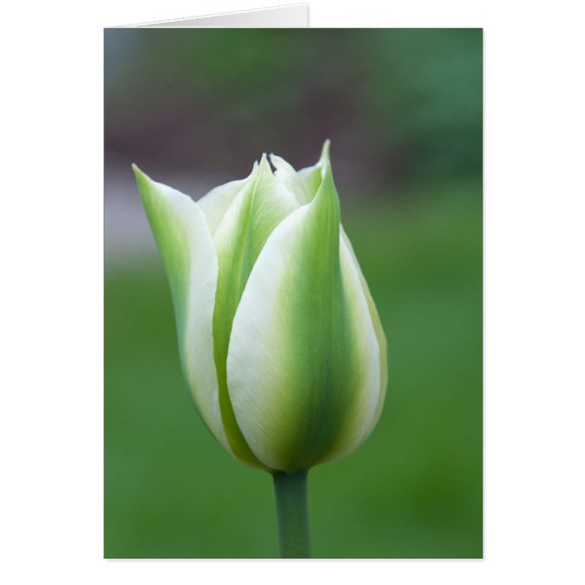 Green Tulip (Voorkant)