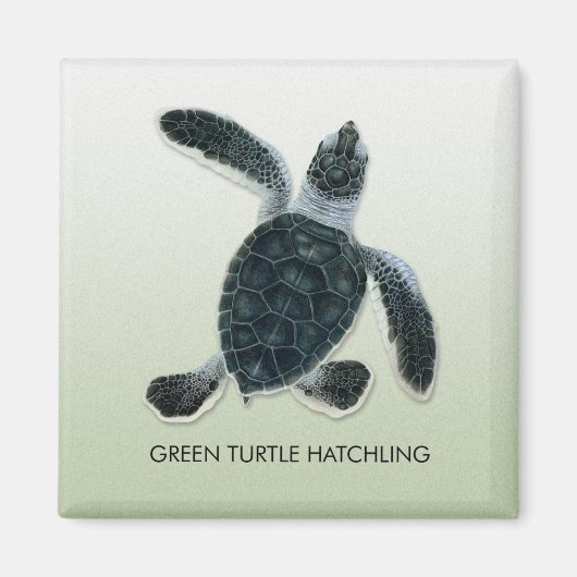 Green Turtle Hatchling Magnet (Voorkant)
