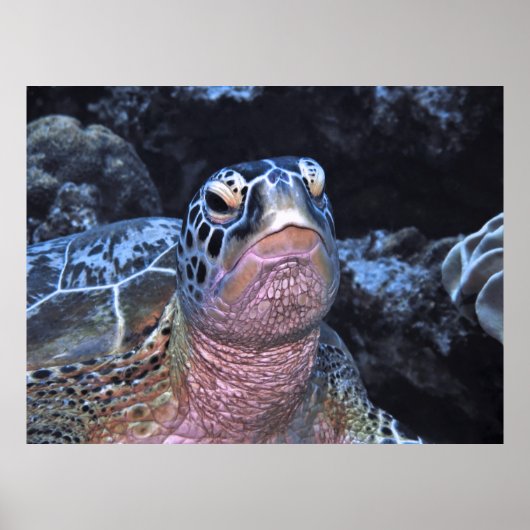 Green Turtle Portret II Poster (Voorkant)