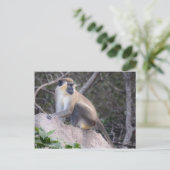 Green Vervet Monkey Nevis, West Indies Briefkaart (Staand voorkant)