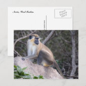 Green Vervet Monkey Nevis, West Indies Briefkaart (Voorkant / Achterkant)