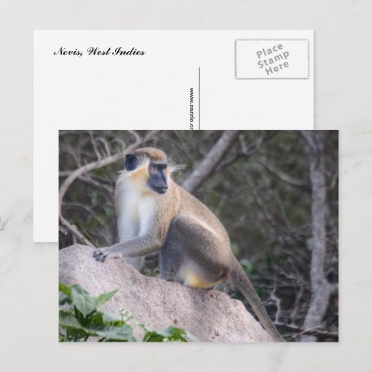 Green Vervet Monkey Nevis, West Indies Briefkaart (Voorkant / Achterkant)