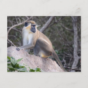 Green Vervet Monkey Nevis, West Indies Briefkaart