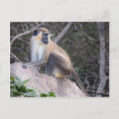 Green Vervet Monkey Nevis, West Indies Briefkaart (Voorkant)