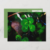 Green Vier Leaf Clover Lucky Briefkaart (Voorkant / Achterkant)