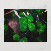 Green Vier Leaf Clover Lucky Briefkaart (Voorkant)