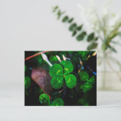 Green Vier Leaf Clover Lucky Briefkaart (Staand voorkant)