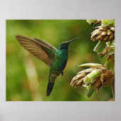 Green Violet-ears Hummingbird Framed Print (Voorkant)